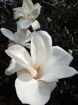 玉蘭花開