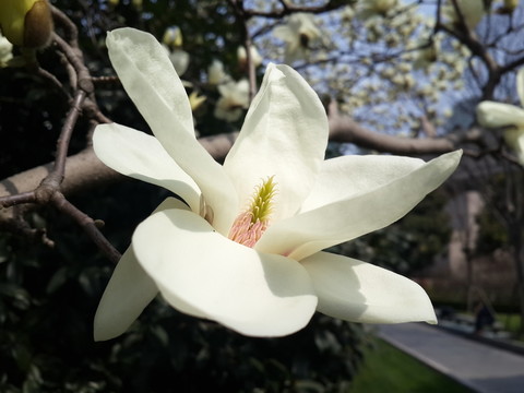 玉蘭花開