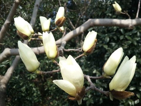 玉蘭花開