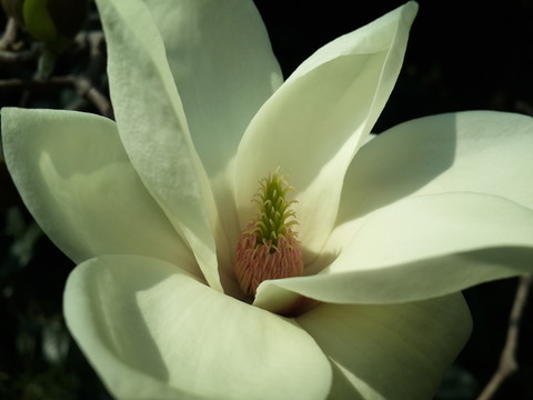 玉蘭花開