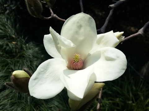 玉蘭花開