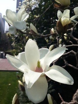 玉蘭花開(kāi)