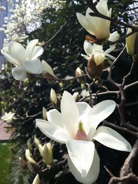 玉蘭花開