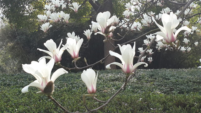 玉蘭花開