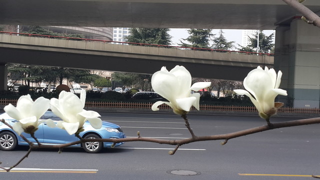玉蘭花開