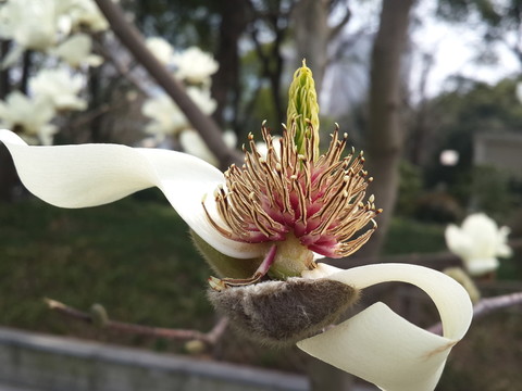 玉蘭花開