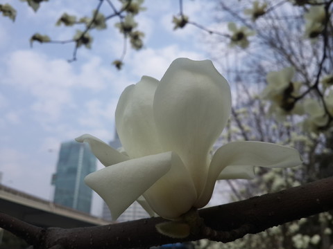 玉蘭花開(kāi)
