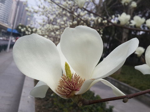 玉蘭花開