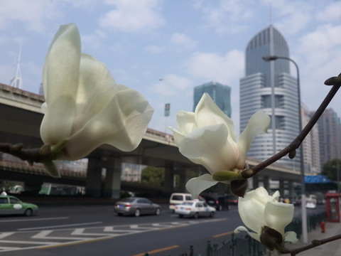 玉蘭花開