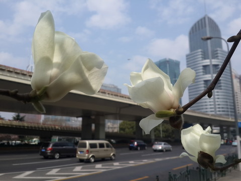 玉蘭花開