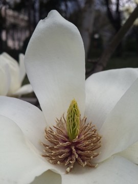 玉蘭花開