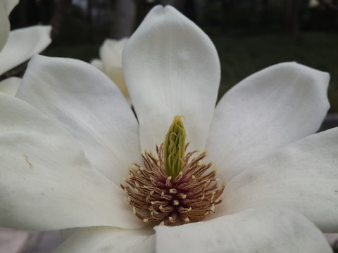 玉蘭花開