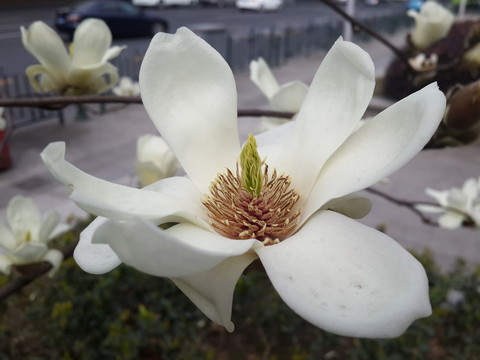 玉蘭花開