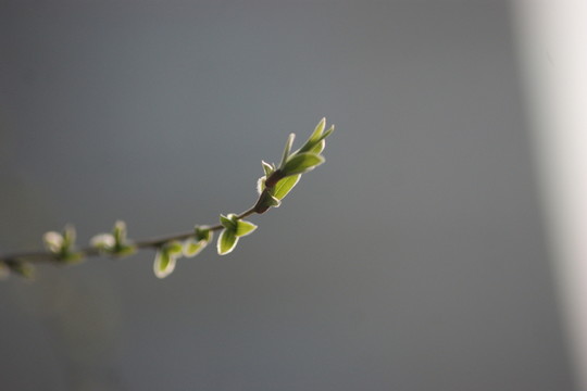 嫩芽