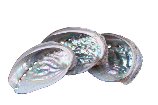 鮑魚(yú)殼