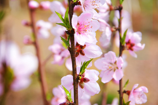 桃花