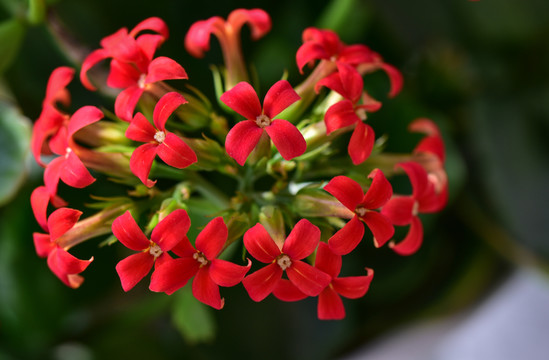 長壽花