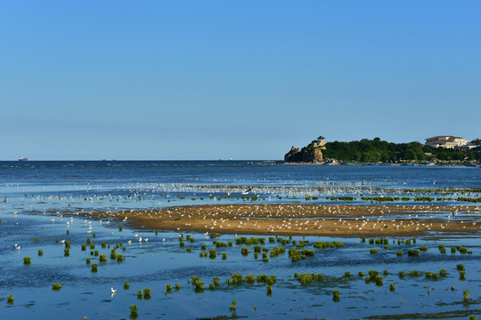 大海