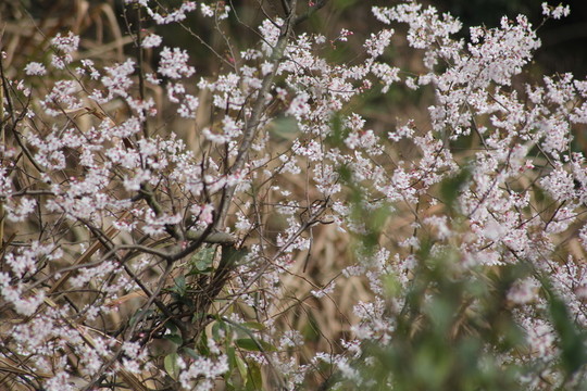 桃花