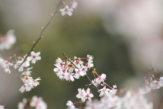 桃花