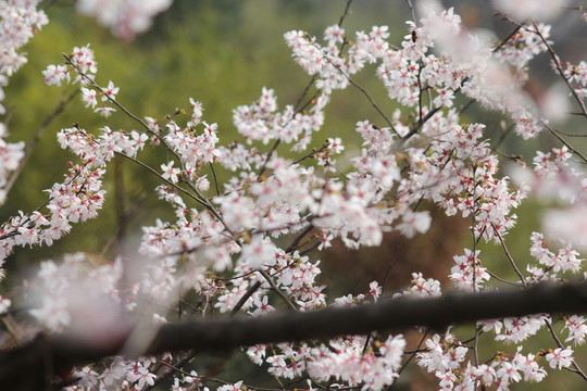 桃花