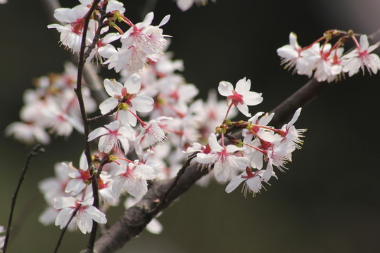 桃花