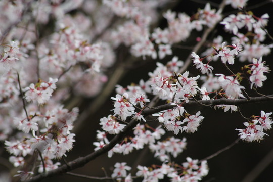 桃花