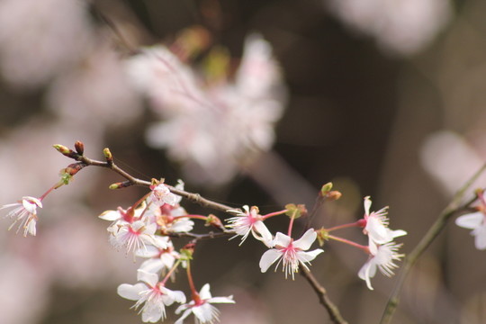 桃花
