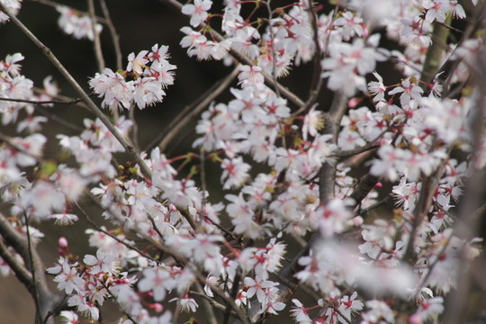 桃花