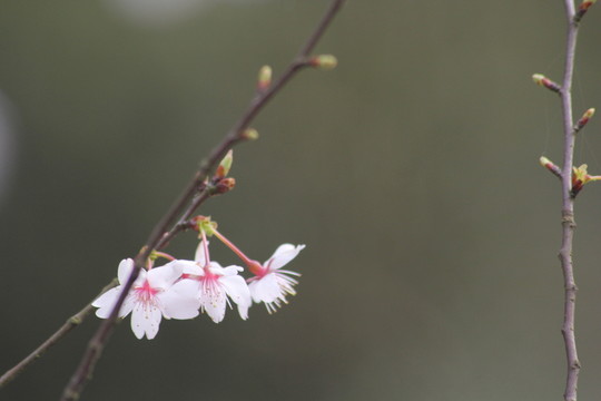 桃花