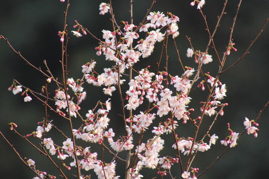 桃花