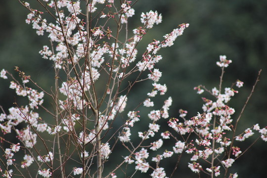 桃花