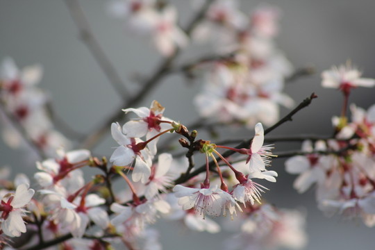 桃花