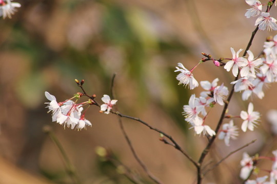 桃花
