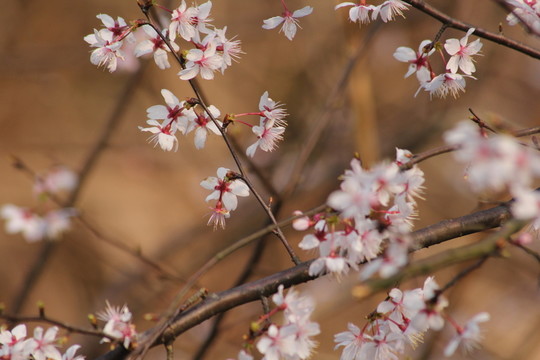 桃花