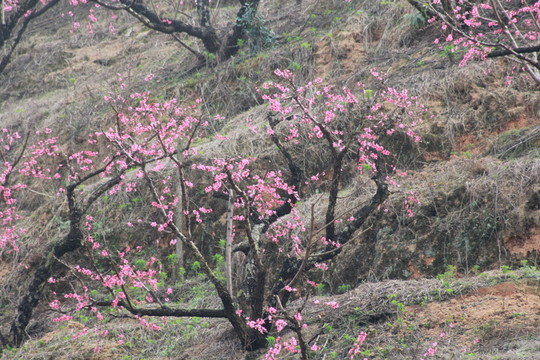 桃花基地