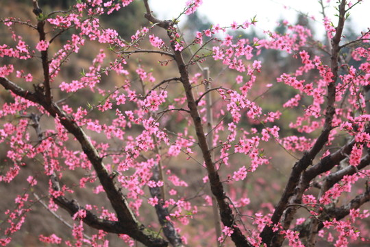 桃花樹