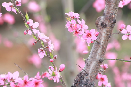 桃花