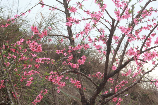 桃花