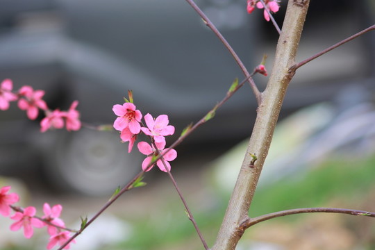 桃花