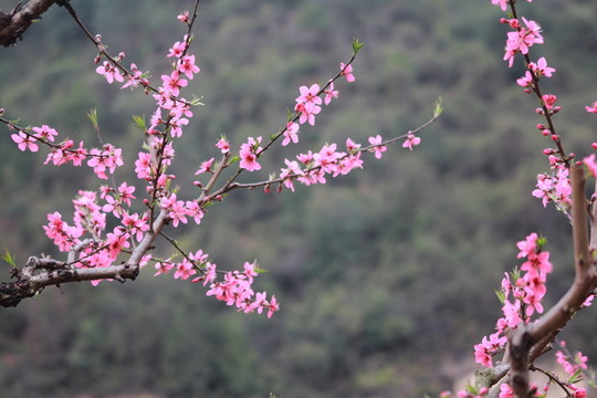桃花