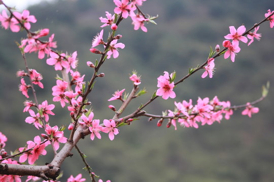 桃花