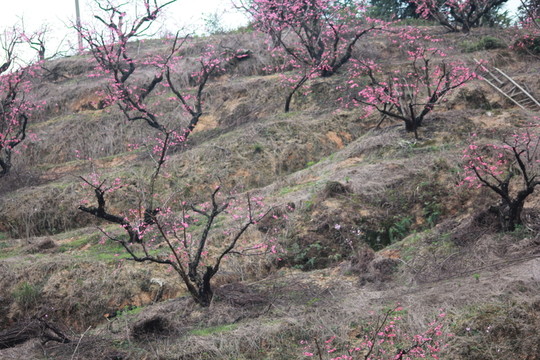 桃花林