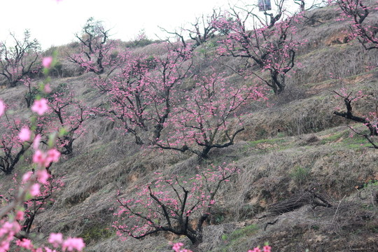 桃花山