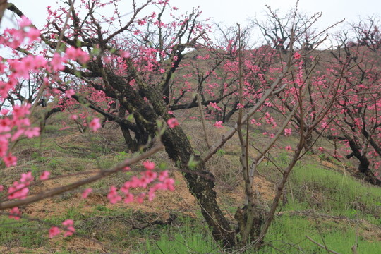 桃花林