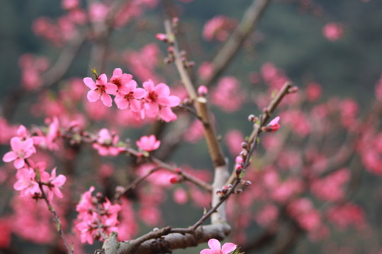 桃花