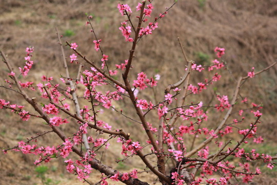桃花