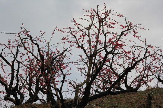 桃花林