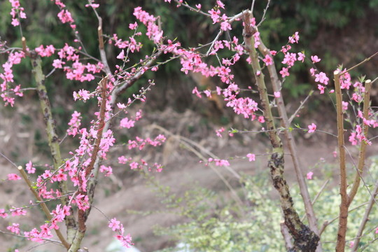 桃花特寫