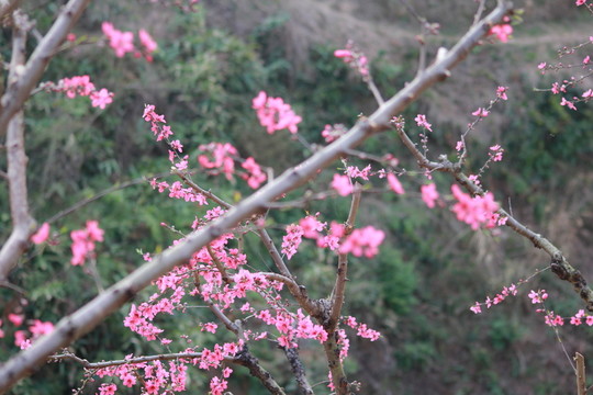 桃花特寫